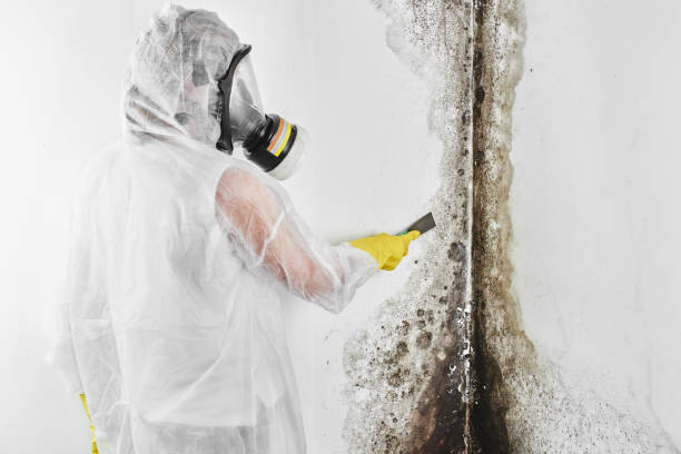 Clementon, NJ Mold Remediation Company