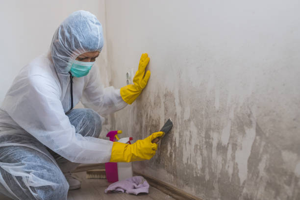 Best Attic Mold Remediation in Clementon, NJ
