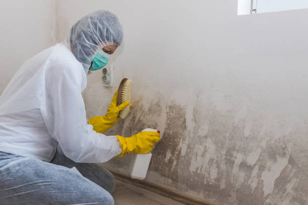 Best Insurance-Related Mold Remediation in Clementon, NJ
