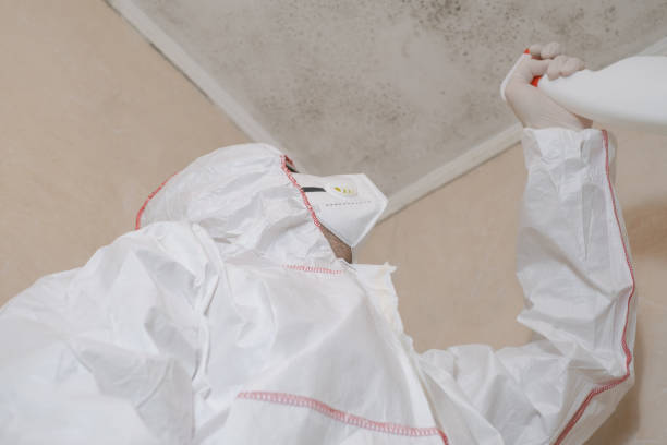 Best DIY Mold Remediation Support Services in Clementon, NJ