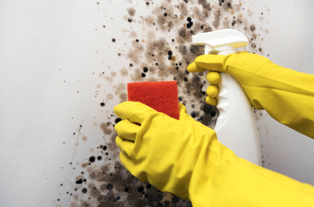 Best Mold Testing and Inspection Services in Clementon, NJ