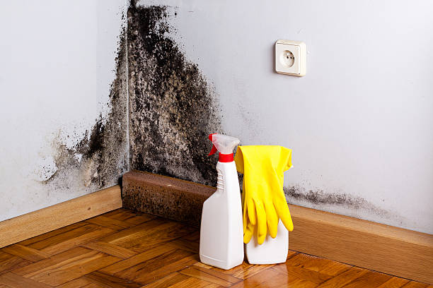 Best White Mold Remediation in Clementon, NJ