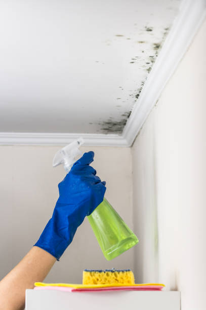 Best Crawl Space Mold Remediation in Clementon, NJ